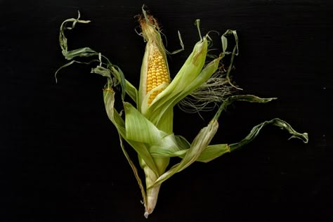 Libby Vision // Artistic Ear of Corn // Food photography South Florida America Corn Photography, Kitchen Wall Art Diy, Corn Painting, Colorful Animal Paintings, Moody Food Photography, Dark Food Photography, Florida Food, Fruits Photos, Indian Corn