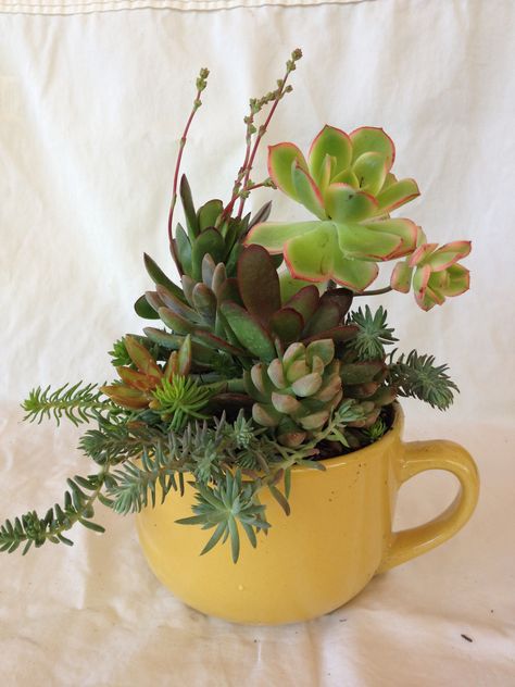 Found this "soup bowl" at the Dollar Store. Made a nice flower pot!! Potted Succulents Indoor, Flower Pot Arrangements, Aesthetic Crazy, Plant In Glass, Teacup Gardens, Succulent Landscape Design, Nice Flower, Container Garden Design, Succulent Garden Design