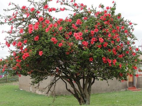 Hibiscus Shrub, Growing Hibiscus, Hibiscus Tree, Hibiscus Plant, Red Blossoms, Fragrant Plant, Classic Garden, Fern Plant, Rose Of Sharon