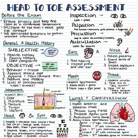 Head to Toe Assessment is one of the earliest study guides I made! This one is one of my all time bestsellers. You can have it for just $3… | Instagram Health Assessment Nursing, Assessment Nursing, Nursing Classes, Nursing Assessment, Nursing Study Guide, Health Assessment, Nurse Study Notes, Nursing Student Tips, Nursing School Survival