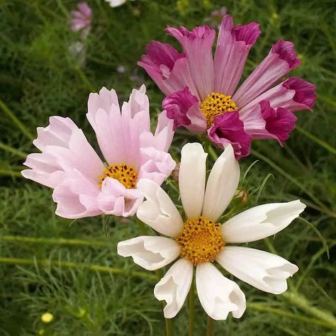 Seashells Cosmos Seeds | Non-GMO | Free Shipping | Seed Store | 1223
#ad Seeds From Flowers, Roasting Sunflower Seeds In Shell, Plant Wildflower Seeds, Cosmos Seashells, Bigs Sunflower Seeds, Butterflies And Hummingbirds, Colorful Texture, Hummingbirds, The Flowers