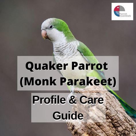 Are you or someone you know planning to get Quaker Parrot (Monk Parakeet) as a pet? Here are some things you know about the bird, from his intelligence to housing and feeding facts: https://blog.parrotessentials.co.uk/quaker-parrot-profile-care-guide/ #parrotessentials #parrots #parrottrivia #parrotfacts #parrottips #parrotshop #parrottoys #parrottreats #parrotfood #parrotcaretip Quaker Parrot Cage Setup, Parrot Care, Parrot Facts, Parrot Diet, Quaker Parrot, Monk Parakeet, Parrot Pet, Selective Breeding, Parrot Cage