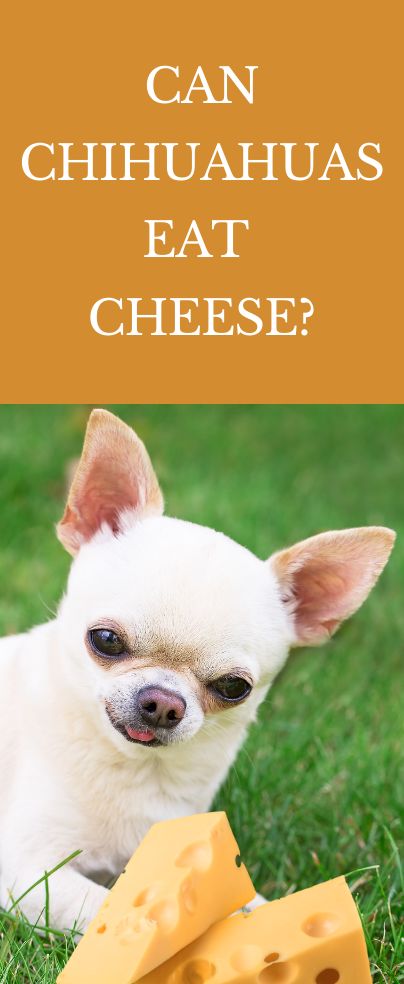 Chihuahua Cheese, Chihuahua Breeds, Cheesy Snack, Cheese Dog, Dog Milk, Dog Food Brands, Best Diet, Different Dogs, Types Of Dogs