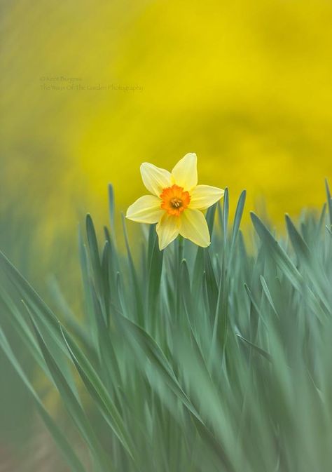 Snowdrops Flower, Daffodil Photography, Watercolor Art Journal, Macro Flower, Daffodil Flower, Phone Theme, Wallpaper Nature Flowers, Wallpaper Nature, Flower Photography