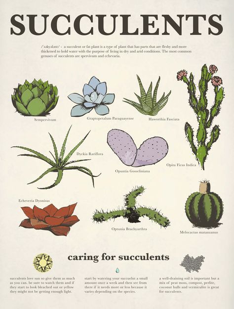 Jessica Bowie '15: Succulent Care Information Poster Plant Taxonomy, Anatomy Of Flowering Plants Notes, Succulent Types Chart, Succulent Poster, Types Of Succulents With Pictures, Cacti Succulents Poster, Zoo Project, Information Poster, Peat Moss