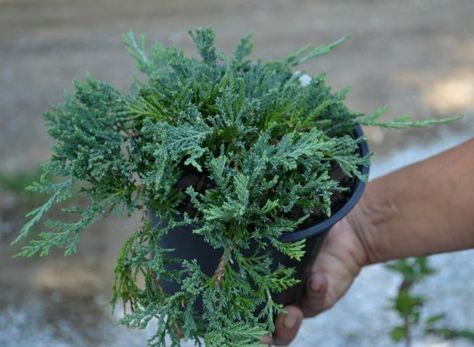 Blue Rug Juniper Blue Point Juniper Landscaping, Upright Juniper Landscaping, Low Growing Juniper, Blue Star Juniper Companion Plants, Lake Plants, Blue Rug Juniper, Juniperus Horizontalis, Juniper Plant, Homemade Insecticide