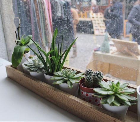 Succulent Window Display, Coffee Shop Window, Vsco Pics, Mini Succulent Garden, Bar Display, Vsco Pictures, Window Plants, Window Shelves, Room Aesthetics