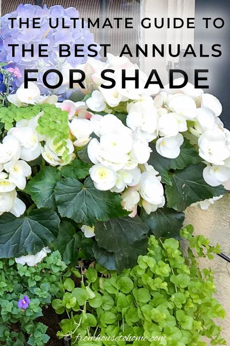 Looking for some annual flowers for shade? These plants are the best shade annuals for adding color and beauty to the shady areas of your yard, and will bloom all summer long. | Container Gardening Annuals For Shade, Tall Shade Plants, Best Flowers For Shade, Annual Flowers For Shade, Shade Plants Container, Shade Annuals, Plants For Shade, Full Sun Flowers, Garden Shade