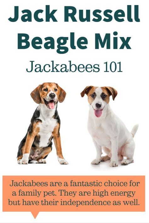 Jack Russell Beagle Mix [11 Things to Know About Jackabees] Beagle Jack Russell Mix Dogs, Jackabee Dogs, Beagle Mix Puppies, Terrier Mix Breeds, Jack Russell Mix, Jack Russell Terrier Mix, Mini Monster, Beagle Mix, Family Pets