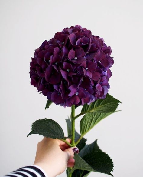 Purple Hydrangea Wedding, Crepe Flowers, Hydrangeas Art, Botanical Photography, Wafer Paper Flowers, Purple Hydrangea, Flower Guide, Gum Paste Flowers, Hydrangea Purple