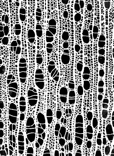 Plant Cells, Microscopic Photography, Microscopic Images, Zentangle Patterns, Science Art, Mark Making, Patterns In Nature, Textile Patterns, Organic Shapes