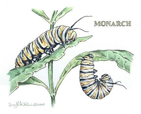 Caterpillar Painting, Caterpillar Tattoo, Press Illustration, Guide Drawing, Monarch Butterfly Garden, Easy People Drawings, Plant Sketches, Monarch Caterpillar, Insect Tattoo