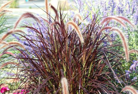 More great ideas for a deer resistant landscape Deer Resistant Ornamental Grasses, Red Fountain Grass, Deer Resistant Landscaping, Kilz Primer, Deer Repellent, Deer Proof Plants, Deer Resistant Garden, Vertical Garden Plants, Deer Proof