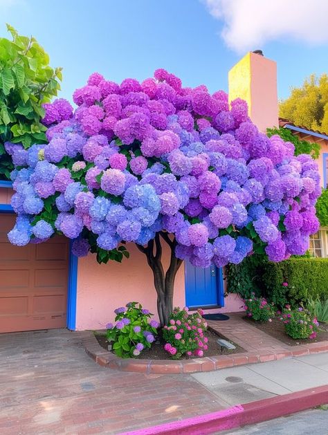 Beautiful Home Decor | 🌺 Bigleaf Hydrangea (Hydrangea macrophylla)🌺 | Facebook Purple Front Yard Landscaping, Hydrengas Garden Ideas, Hydrangea Garden Ideas, Hydrangea Cloud, Hydrangeas Aesthetic, Hydrangea Hedge, Hydrangea Trees, Lilac Hydrangea, Portulaca Flowers