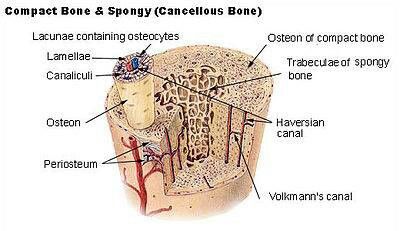 Compact Bone & Spongy Bone -  A haversian canal is a central canal within the haversian system — a network of canals inside compact bone. Haversian canals occur in the center of compact bone and contain blood vessels, connective tissues, nerve fibers and lymphatic vessels. Osteons, or the structure that forms compact bone, surround these canals and are the outer component of the haversian system. The terms osteons and haversian system are often used interchangeably. Structure Of Bone, Cancellous Bone, Types Of Bones, Nerve Fiber, Spinal Nerve, Pituitary Gland, Bone Diseases, Skeletal System, Autonomic Nervous System