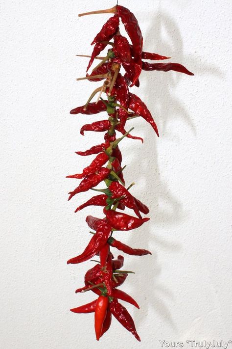 Chilli pepper plants look pretty with their fiery vibrant chillies.   But at some point these chillies need to be harvested or they might just go off. To keep them from spoiling, one way to store chillies is by drying them.   How to dry chillies on a thread: Make a ristra   –  […] Dried Chillies Decoration, Drying Chillies, Hanging Chillies, Chilli Wallpaper, Chilli Decorations, Chilli Tree, Dried Chili Peppers Decoration, Chili Pepper Art, Chilly Pepper