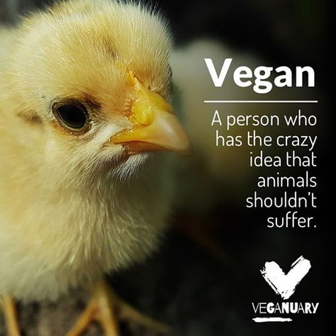 Veganism is a way of living which excludes all forms of exploitation of, and cruelty to, the animal kingdom, and includes a reverence for life. It applies to the practice of living on the products of the plant kingdom to the exclusion of flesh, fish, fowl, eggs, honey, animal milk, and its derivatives, and encourages the use of alternatives for all commodities derived wholly or in part from animals.  #Vegan #WhatVegansWear #EatforthePlanet #vegansofig #GoVegan #vegantshirt #vegantshirts #vegancl Animal Rights Quotes, Vegan For The Animals, Reasons To Be Vegan, Vegan Facts, How To Become Vegan, Vegan Memes, Animal Activism, Vegan Quotes, Why Vegan