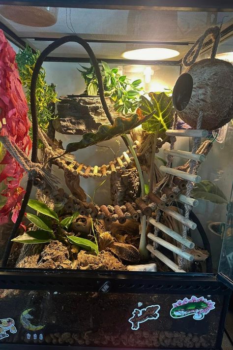 28 Crested Gecko Enclosure Ideas Gecko Enclosure Ideas, Crested Gecko Tank, Gecko Setup, Crested Gecko Enclosure, Crested Gecko Habitat, Gecko Enclosure, Crested Gecko Care, Crab Habitat, Leopard Gecko Habitat