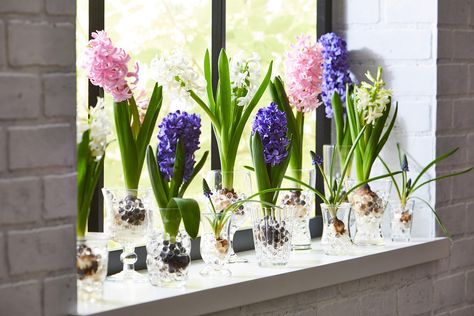 How to Force Hyacinth Bulbs in a Vase for Beautiful Winter Blooms Hyacinth Bulbs, Indoor Plants Styling, Growing Bulbs, Bulb Vase, House Plant Pots, Bulbs Indoor, Tulip Bulbs, Garden Bulbs, Plant Aesthetic