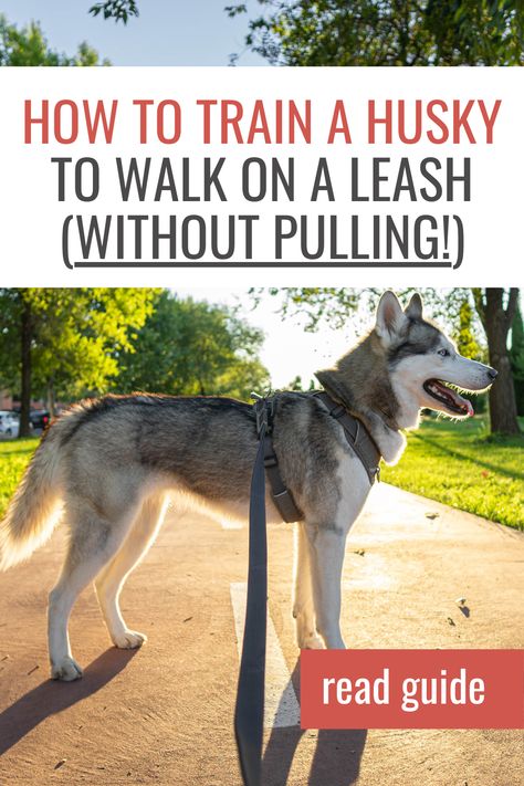 How to train a husky to walk on a leash without pulling Husky Training Tips, Husky Tips, Husky Care, Husky Puppy Training, Husky Training, Siberian Husky Training, Husky Facts, Husky Owner, Husky Mom