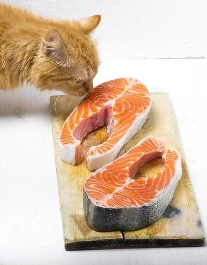 Foods Cats Can Eat, Steam Fish, Pallet Deck Diy, Cooked Fish, Cooked Salmon, Fish Salmon, Raw Salmon, Food Fish, Cat Diet