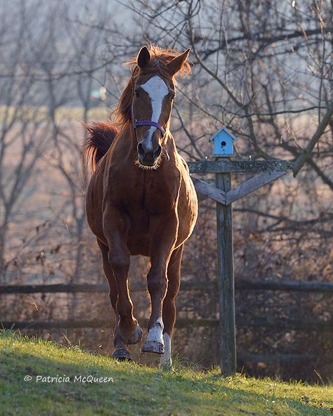 Another daughter of Secretariat is discovered - and she’s 30 tomorrow | Thoroughbred Racing Commentary Trail Riding Horses, Thoroughbred Racehorse, American Pharoah, Ky Derby, Late November, Thoroughbred Horse Racing, Red Horse, Future Farms, Sport Of Kings