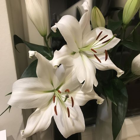 White Tiger Lily, Aesthetic Tiger, Lily Aesthetic, Flower Minimal, Star Lily, Lilies White, Tiger Lilies, White Lilly, Lily Flowers