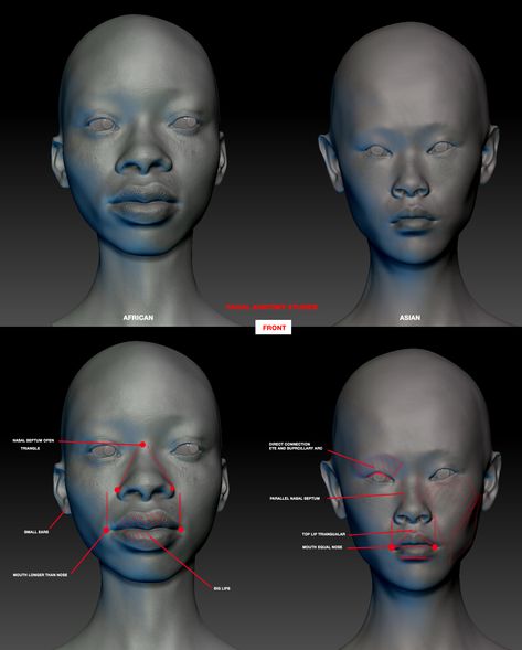 facial anatomy studies - races  - african race and asian race portrait with zbrush Face Structure Drawing, Anatomy Tips, Skull Anatomy, Head Anatomy, Face Structure, Facial Anatomy, Face Anatomy, Anatomy Sculpture, Anatomy Studies