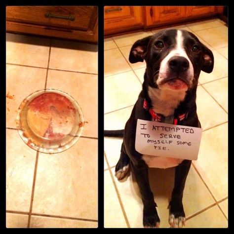 Sweet Surprise Dog Shaming Photos, Dog Shaming Funny, Pet Shaming, Puppy Ideas, Animal Shaming, Scary Dogs, Dog Shaming, Funny Animal Photos, Funny Dog Pictures