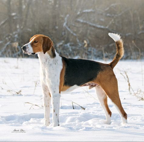 American Fox Hound dog photo | American Foxhound Eye Heterochromia, Fox Hounds, Personality Temperament, Foxhound Dog, Fox Hound, English Foxhound, Physical Traits, American Foxhound, Well Mannered