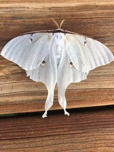 11 Tattoo ideas in 2022 | art tattoo, moth tattoo design, body art tattoos White Luna Moth, White Moth, Luna Moth, Moth, Art Tattoo, Tattoo Ideas, Tattoos, The World, White