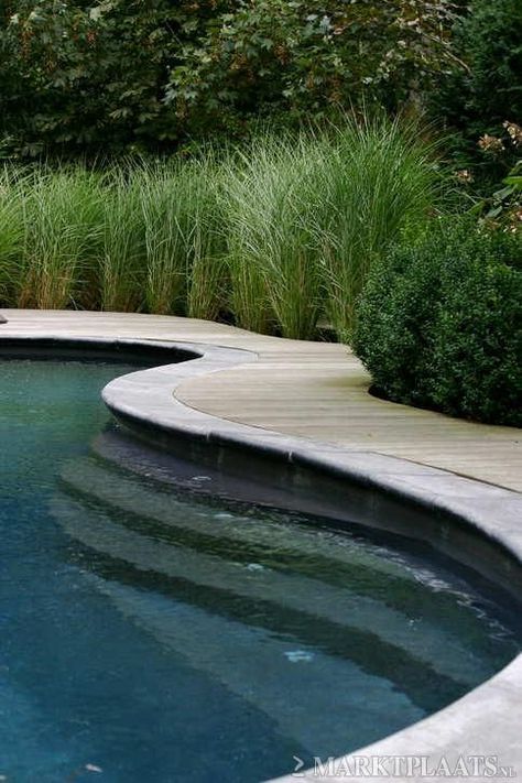 Maybe wood decking around the pool. I also like these ornamental grasess. Concrete Pond, Pool Landscapes, Pool Goals, Landscaping Pool, Pool Plants, Swimming Pool Pictures, Natural Landscaping, Swimming Pool Landscaping, Luxury Swimming Pools