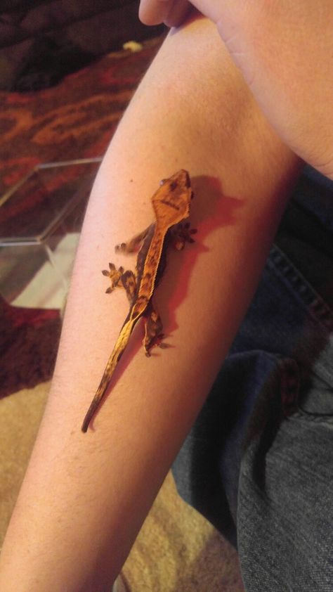 Crested gecko Crested Gecko Tattoo, Leopard Gecko Tattoo, Cute Crested Gecko Drawing, Crested Gecko Tattoo Ideas, Gecko Tattoo Men, Day Gecko Tattoo, Crested Gecko Art, Gecko Tattoo, Henna Style Tattoos