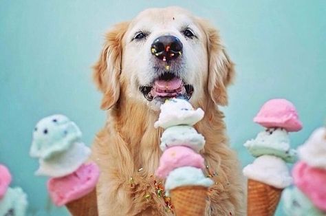 Dog Eating Ice Cream, Dogs Eating, Cream Photography, Ice Cream Photography, Eating Ice, Eating Ice Cream, Baby Eating, Cute Photography, Can Dogs Eat