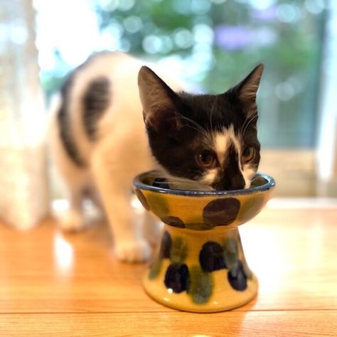 Ceramic Cat Food Dish, Cat Bowls Ceramic, Pet Ceramic, Ceramic Cat Bowl, Cat Food Dish, Cat Water Bowl, Cat Dishes, Cerámica Ideas, Pottery Handbuilding