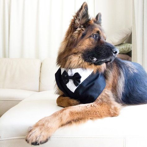 Dog Tux, Dog Wedding Outfits, Dog Wedding Attire, How To Dress For A Wedding, Dog Tuxedo, Wedding Pets, Tuxedo Wedding, Groomsmen Attire, Dog Wedding