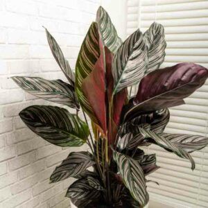 Calathea Roseopicta, Calathea Ornata, Calathea Plant, Plant Pests, Plant Problems, Plant Diseases, Garden Types, Wildlife Gardening, Plant Combinations