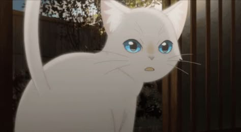 Anime Cat Pfp Gif, Cat Gifs Discord, Discord Banner Gif White, White Cat Gif, Cat Banner Gif, Cat Gif Banner, Anime Cat Gif, White Anime Gif, Cat Banner Discord