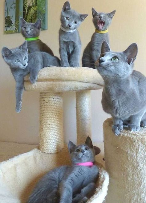 Do Russian Blue Cats Shed? Cat Breeds Hypoallergenic, Russian Blues, Russian Blue Kitten, Nebelung, Söt Katt, Cat Shedding, Russian Blue Cat, Blue Cat, White Cats