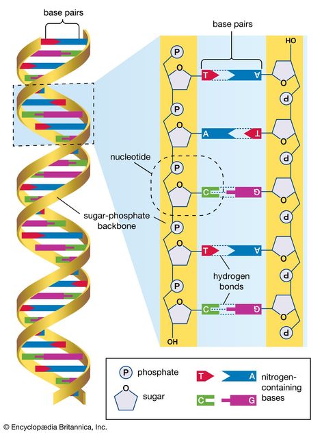 Human Genome Project - Genome Mapping, DNA Sequencing, Genomics Dna Sequencing, Sequence Diagram, Genome Sequencing, Dna Molecule, Dna Sequence, Human Genome, Personalized Medicine, Biology Lessons, Magick Book