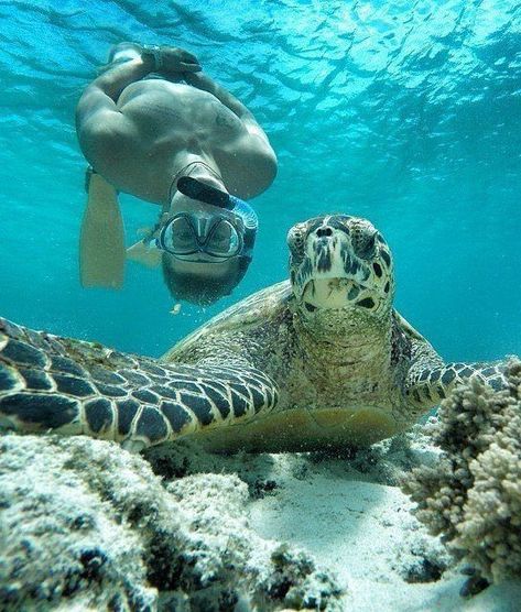 3...2...1...cheese! 🧀🐢 . . . #seaturtle #tortoise #turtle #turtles #tortoises #ocean #waves #water #diving #reef #underwater #underwaterphotography #scuba #dive #snorkeling #coral #scubadiving #freediving #freedive #marinelife #padi #snorkel #uwphotography #underwaterphoto #sealife #diver #underwaterworld #scubadive Brazil Tourism, Visit Brazil, Smiling Eyes, Turtle Dove, Underwater Photos, Koh Tao, Underwater Photography, Underwater World, Marine Life