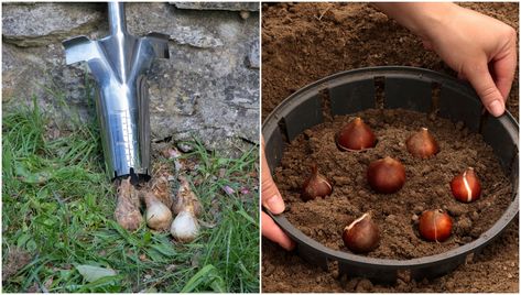 Bulb Planting Tools, Bulb Planting, Plants Under Trees, Planting Tools, Soil Layers, Spring Bulbs, Planting Bulbs, Shade Garden, Daffodils