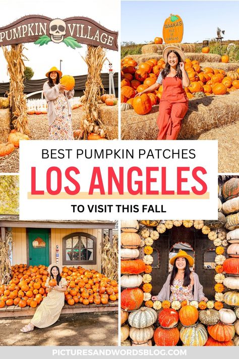 Looking for fun things to do in Los Angeles in fall? Check out this list of best Los Angeles pumpkin patches! Here are all the best pumpkin patches in LA (and around) to help you experience a bit of fall in California! Fall In California, Los Angeles Itinerary, Los Angeles Travel Guide, Cool Backdrops, Best Pumpkin Patches, Pumpkin House, Animal Experiences, Los Angeles Travel, Pumpkin Patches