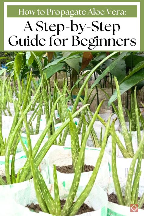 Learn the essentials of propagating Aloe Vera with this beginner's guide to houseplants. Aloe Vera is cherished for its soothing properties and ease of care. Follow simple steps to identify and separate healthy pups, prepare the potting soil, and ensure successful growth. This guide will help you expand your Aloe Vera collection and enjoy its benefits at home. #Houseplants #AloeVera #Propagation Propagating Aloe Vera, Propagate Aloe Vera, Succulent Potting Mix, Pink Sunflowers, Aloe Vera Plant, Aloe Plant, Plant Identification, Low Light Plants, Succulent Gardening