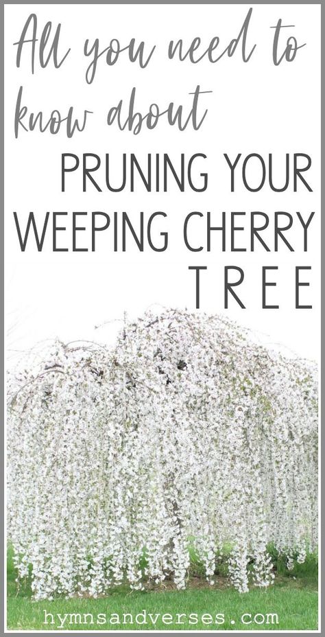 Cherry Weeping Willow Tree, Weeping Cherry Tree Landscaping, Lemon Lime Nandina, Zen Garden Backyard, Eclectic Diy, Sweet Potato Plant, Weeping Cherry Tree, Weeping Cherry, Fall Container Gardens