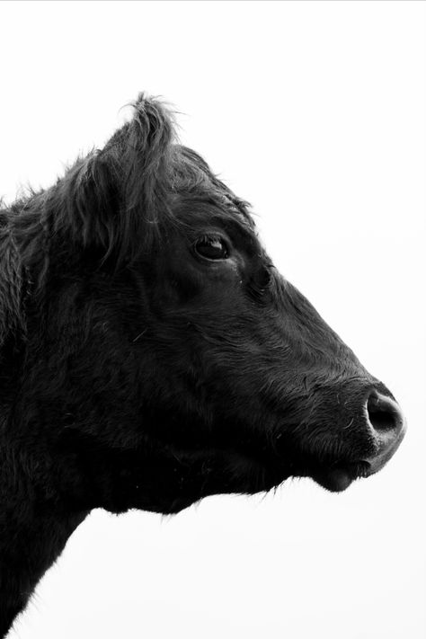 Side on view of a #Angus cow from #NewZealand #etsy Cow Side Profile, Beef Cow, Cow Photography, Cow Head, Black Cow, Highland Cattle, Painted Pony, Bedroom Prints, Wall Decor Printables