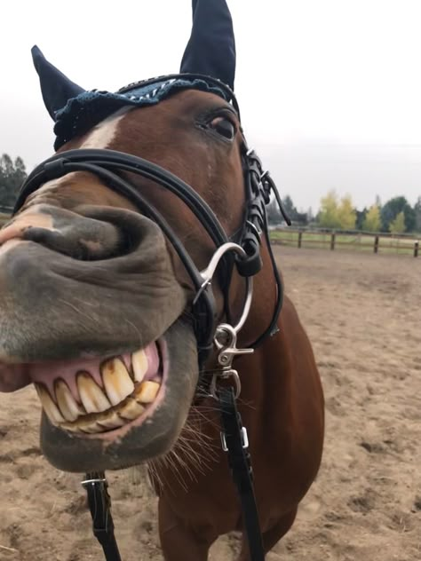 Horse Showing Teeth, Horse Funny Pictures, Funny Horse Face, Silly Horse, Unusual Horse, Funny Horse Pictures, Cute Horse Pictures, Funny Horses, Horse Aesthetic