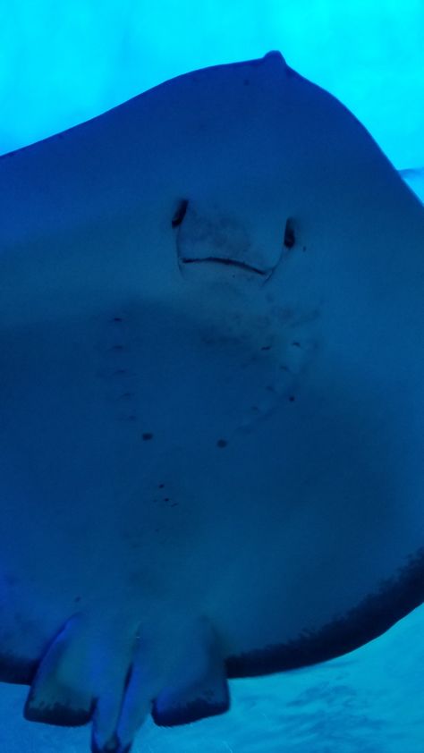 Stingray Face, Cow Nose, Sting Rays, Fav Animal, Underwater Ocean, Manta Rays, Sea Slugs, Beautiful Sea Creatures, Sea Slug