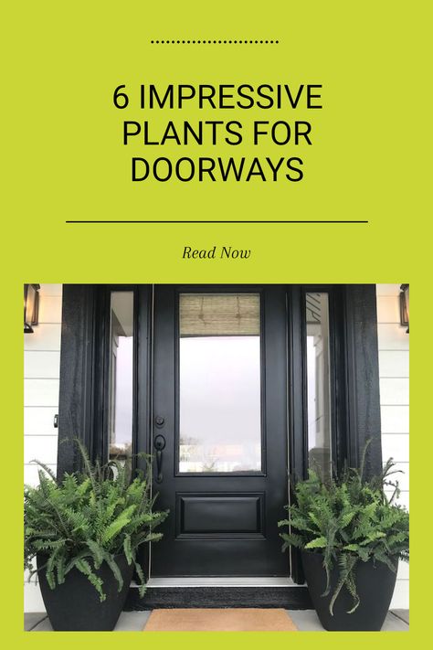 Transforming your front door and entrance with potted plants can truly enhance your home's inviting atmosphere. These 6 stunning plants are perfect for anyone looking to make a good first impression. Not only do they bring colour and life, but they can also reflect your personal style effortlessly. The Fiddle Leaf Fig, for instance, is visually appealing and easy to maintain. Explore our full article for additional ideas on making your entrance as stunning as the rest of your home while ensuring your plant choices suit your unique tastes. Plants For Pots, Front Door Plants, Plants In Pots, Ultimate Backyard, Ficus Lyrata, Ficus Elastica, Rubber Tree, Citrus Trees, Fiddle Leaf