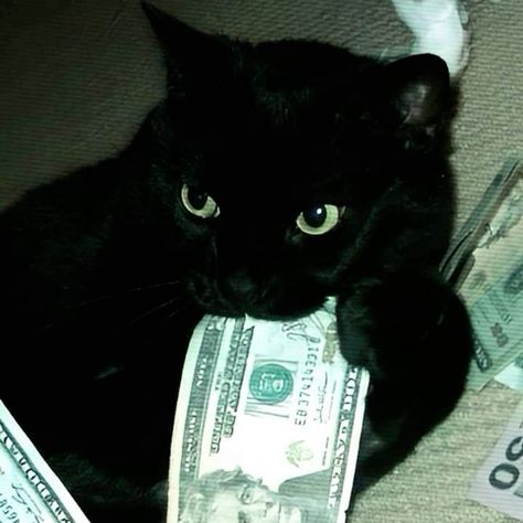 Gangsta Cat Aesthetic, Cat With Money, Rich Cat, Cat Core, Cat Money, Money Cat, Cat Biting, Barbie Funny, Karma Akabane